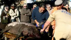 La Matanza del Cerdo Ibérico