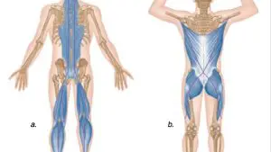 ¿Cómo acomodar los huesos de la espalda?