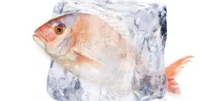 ¿Cómo congelar el pescado limpio o sin limpiar?