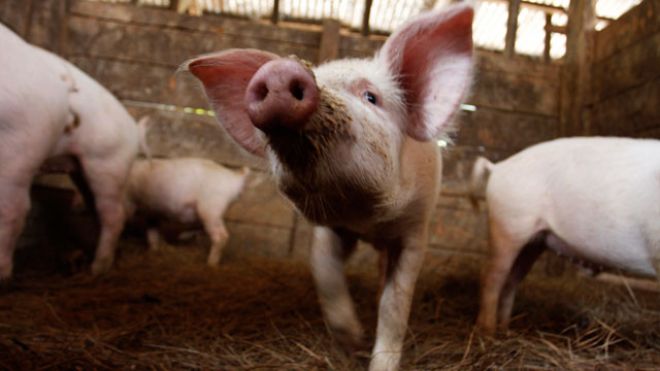 como-curar-los-cascos-de-un-cochino