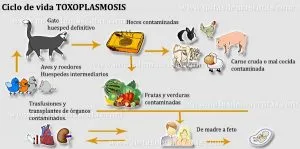 ¿Cómo eliminar toxoplasmosis en alimentos?