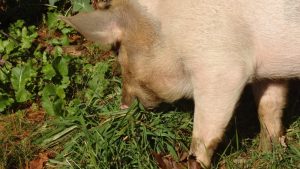 ¿Cómo preparar un alimento alternativo para cerdos?