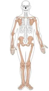 ¿Cómo saber cuánto pesan los huesos?