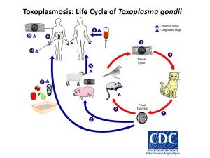 ¿Cómo saber si una persona tiene toxoplasmosis?