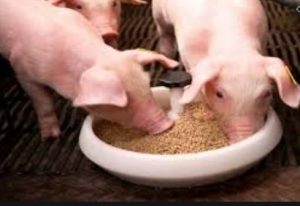 ¿Cómo se alimenta un cerdo ibérico?
