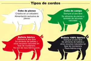 ¿Cómo se alimentan los cerdos ibéricos?