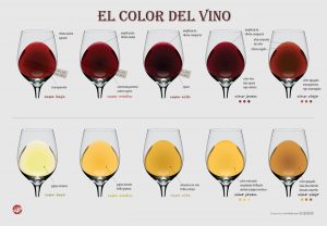 ¿Cómo se clasifican los vinos según sus características?