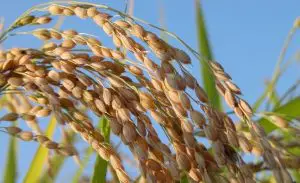 ¿Cómo se cultiva la planta de arroz?
