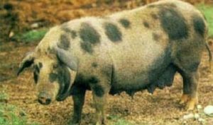 ¿Cómo se les dice a los cerdos en Argentina?