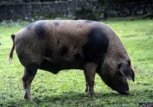 ¿Cómo se llama el cerdo que come bellotas?
