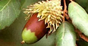 ¿Cómo se llama el fruto de la bellota?