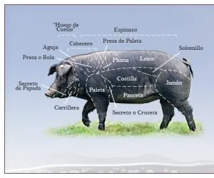 ¿Cómo se llama la parte delantera del cerdo?