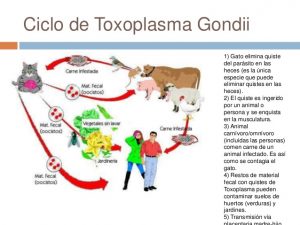 ¿Cómo se puede eliminar el toxoplasmosis?