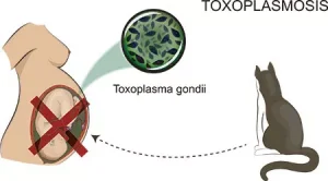 ¿Cómo se sabe si has pasado la toxoplasmosis?