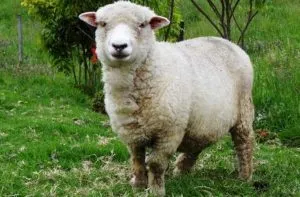 ¿Cuál es la diferencia entre carnero y oveja?