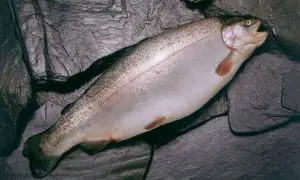 ¿Cuál es la diferencia entre la trucha y el salmón?