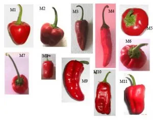¿Cuál es la diferencia entre pimiento y pimentón?