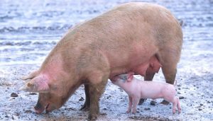 ¿Cuál es la mejor raza de cerdos para el comercio?