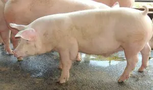 ¿Cuál es la mejor raza de cerdos para engorda?