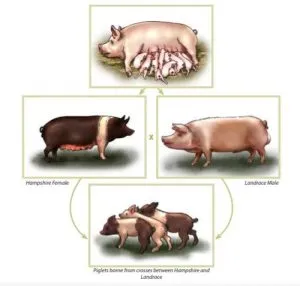 ¿Cuál es la mejor raza para criar cerdos?