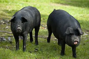 ¿Cuál es la raza de cerdo más grande del mundo?