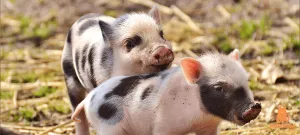 ¿Cuál es la raza de cerdo que crece más rápido?