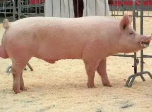 ¿Cuál es la raza de cerdos 4 perniles?