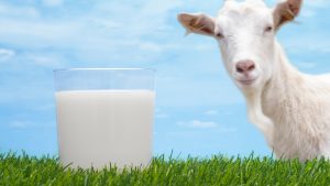 ¿Cuál es mejor la leche de vaca o de cabra?