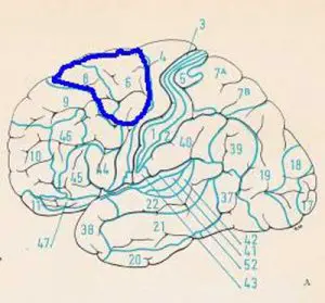¿Cuáles son las áreas de la corteza cerebral y sus funciones?