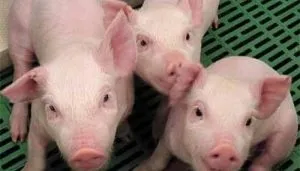 ¿Cuáles son las enfermedades más comunes en los cerdos?