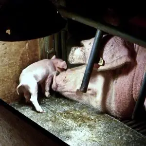 ¿Cuáles son las mejores razas de cerdo para la industrialización?