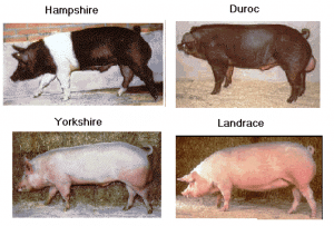 ¿Cuáles son las razas más importantes de porcinos?