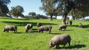 ¿Cuándo comen bellotas los cerdos ibericos?
