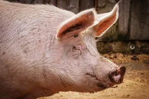 ¿Cuántas granjas de cerdos hay en España?