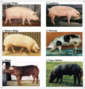 cuantas-razas-de-cerdos-hay-en-espana