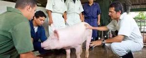 ¿Cuánto alimento consume un cerdo en 6 meses?