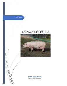 ¿Cuánto cuesta criar un cerdo en Colombia?
