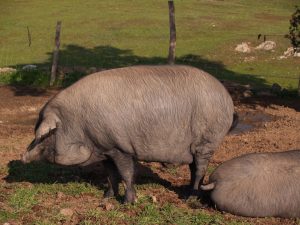 ¿Cuánto cuesta criar un cerdo ibérico?
