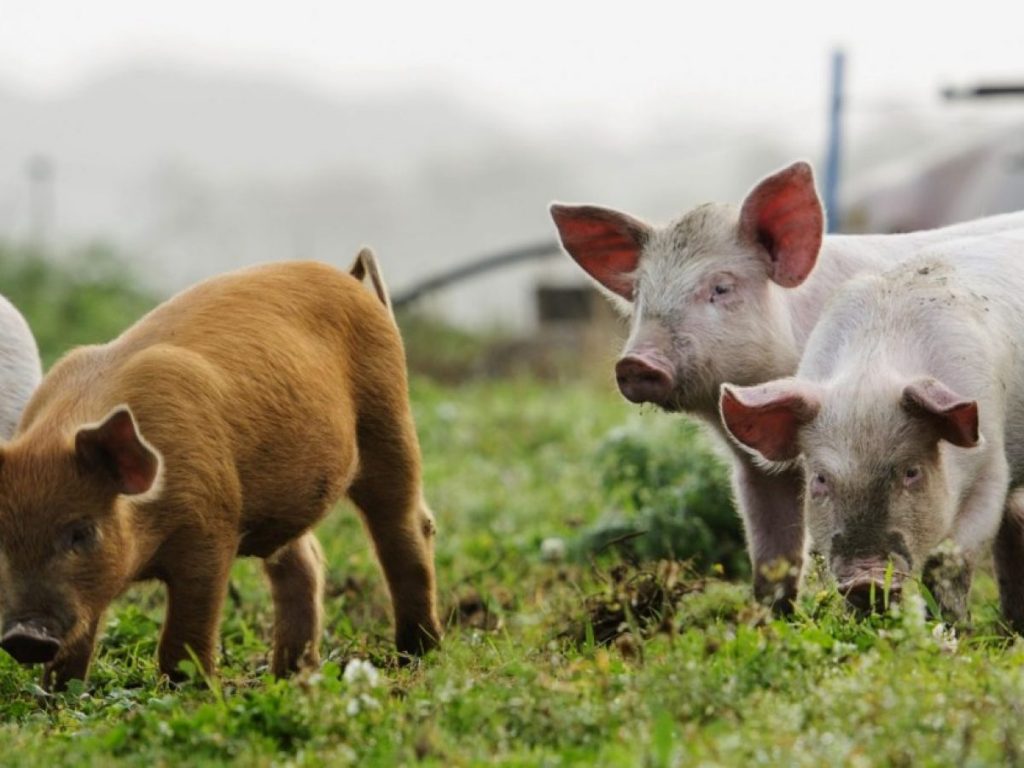 ¿Cuánto vale un cerdo de 100 kilos en Colombia? - Enterate Delicias