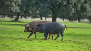 ¿Cuánto demora un cerdo para sacrificio?