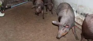 ¿Cuánto tarda en crecer un cerdo Duroc?