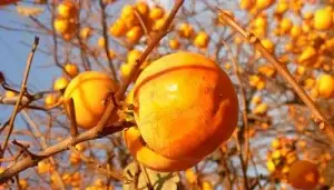 ¿Cuánto tarda en dar fruto un persimón?