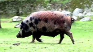 ¿Cuánto tiempo come bellota un cerdo?