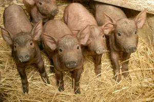 ¿Cuánto tiempo comen bellotas los cerdos ibericos?