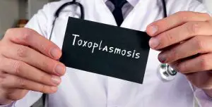 ¿Cuánto tiempo dura la toxoplasmosis en el cuerpo humano?