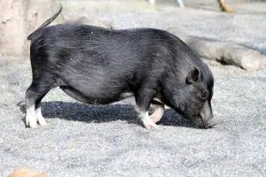¿Cuánto tiempo se tarda en crecer un cerdo?