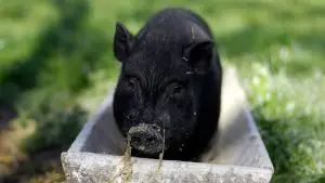 ¿Cuánto tiempo vive un cerdo desde su nacimiento?