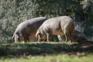 ¿Cuántos años vive un cerdo ibérico?