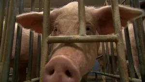 ¿Cuántos cerdos se sacrifican en Colombia?