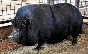 ¿Cuántos kilos aumenta un cerdo por mes?